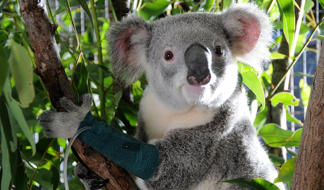 Коалы плавают. Алекс коал. Коала самец. Фурии коала. Розовая коала игрушка.