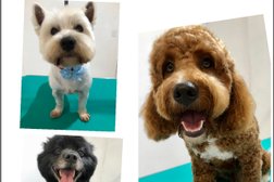 Little Wiggles Dog Grooming & Daycare